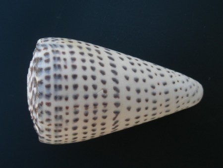 Conus leopardus