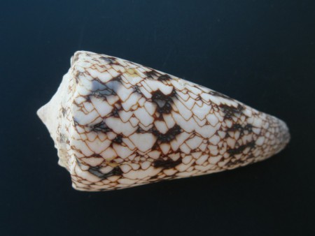 Conus nicobaricus