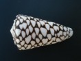 Conus marmoreus
