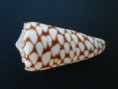Conus nobilis