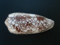 Conus pennaceus