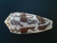 Conus monachus