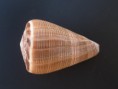 Conus glaucus